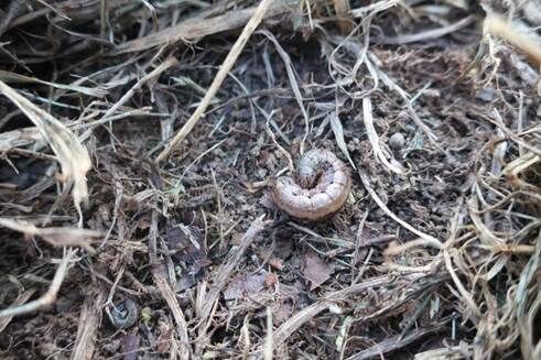 armyworm.jpg
